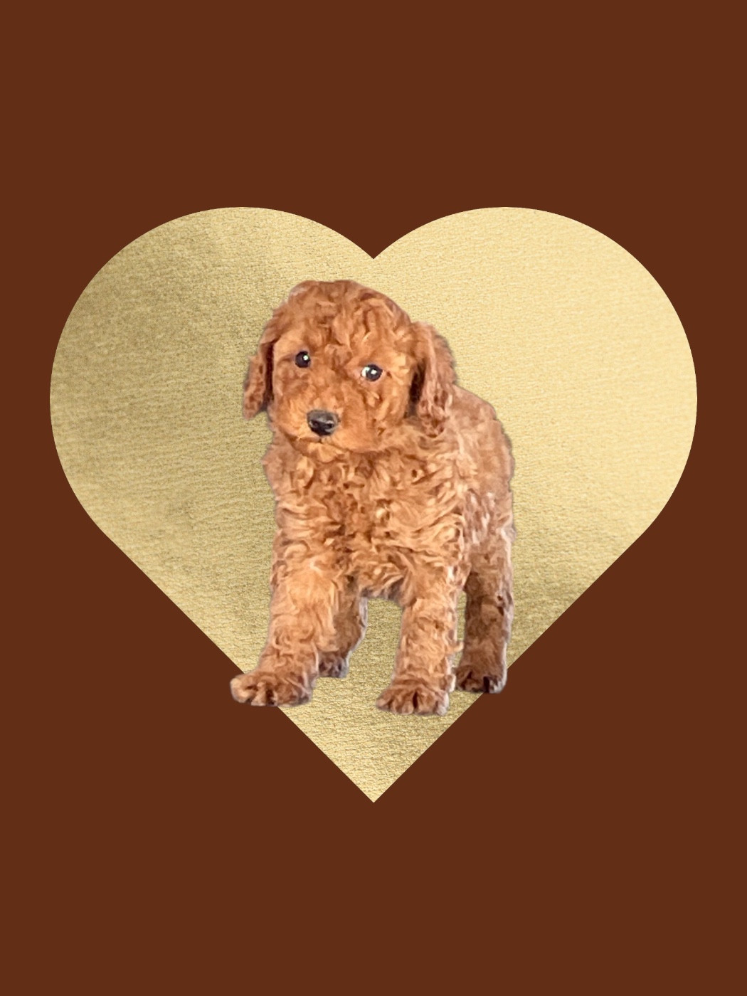 Zadatis - Chiots disponibles - Caniche