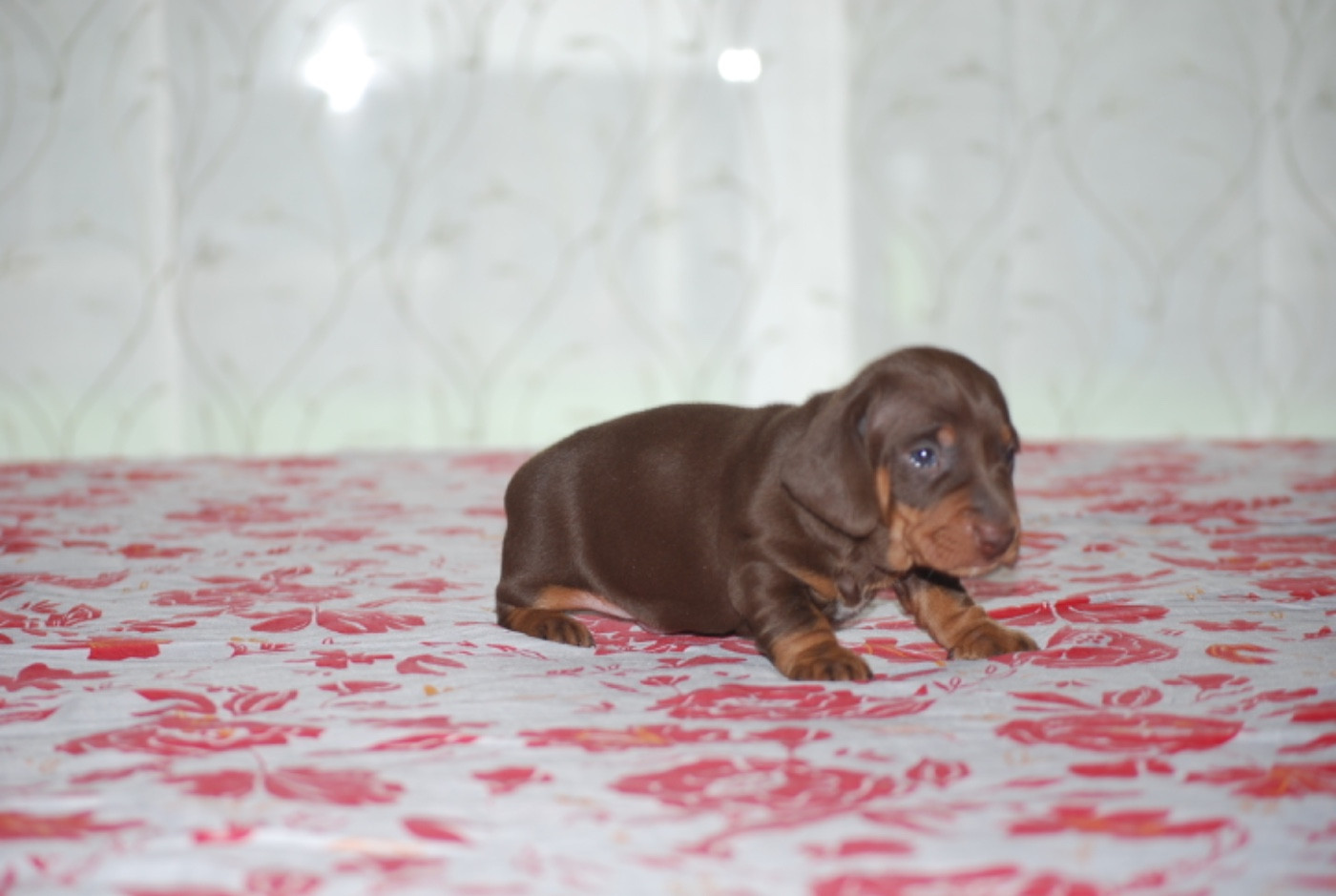 Zadatis - Chiots disponibles - Teckel poil ras