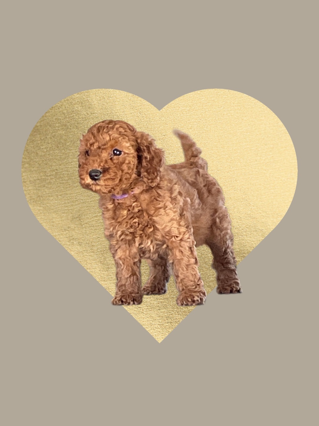 Chiot Caniche Zadatis