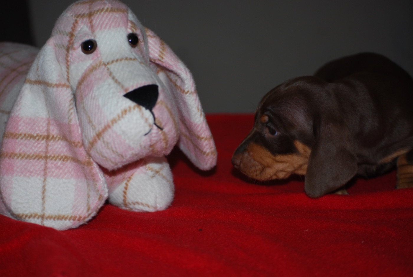 Chiot Teckel poil ras Zadatis