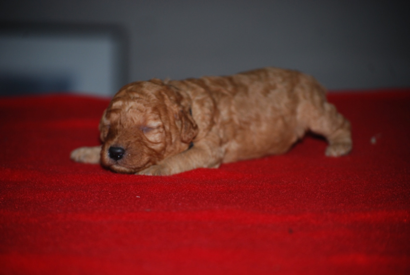 Zadatis - Chiots disponibles - Caniche