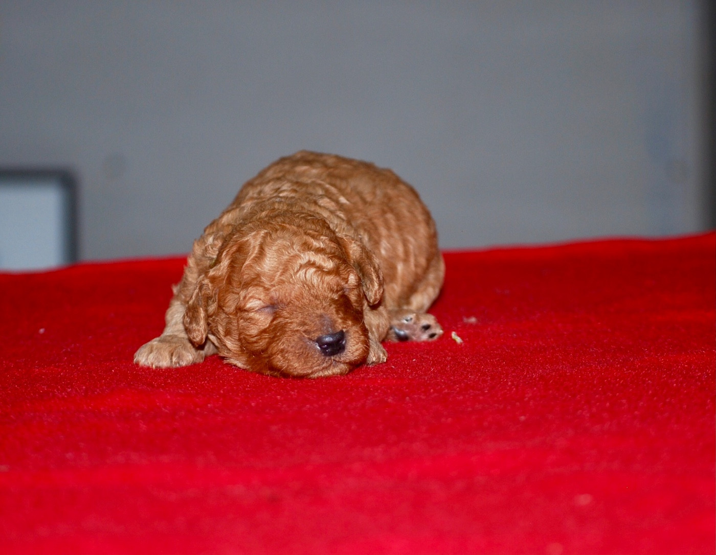 Zadatis - Chiots disponibles - Caniche