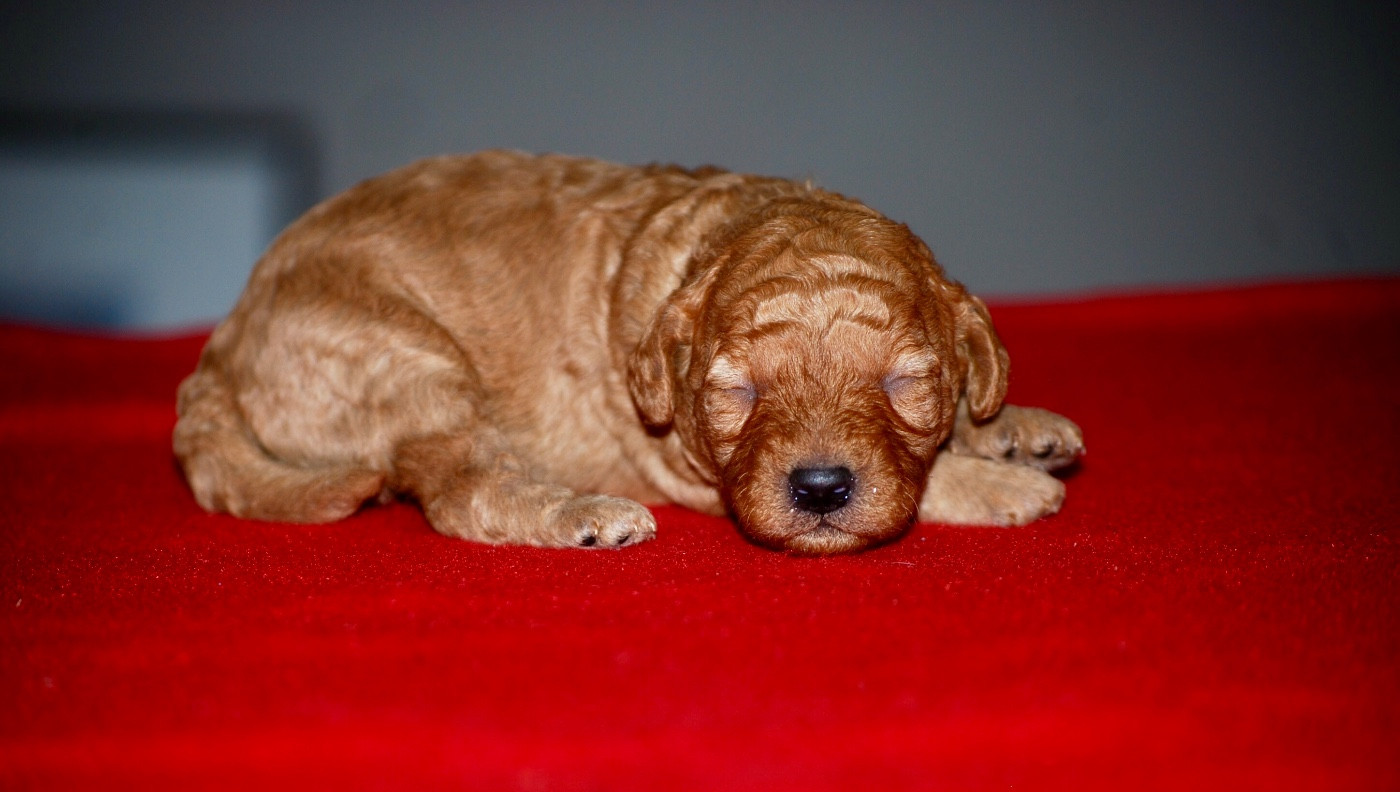 Chiot Caniche Zadatis