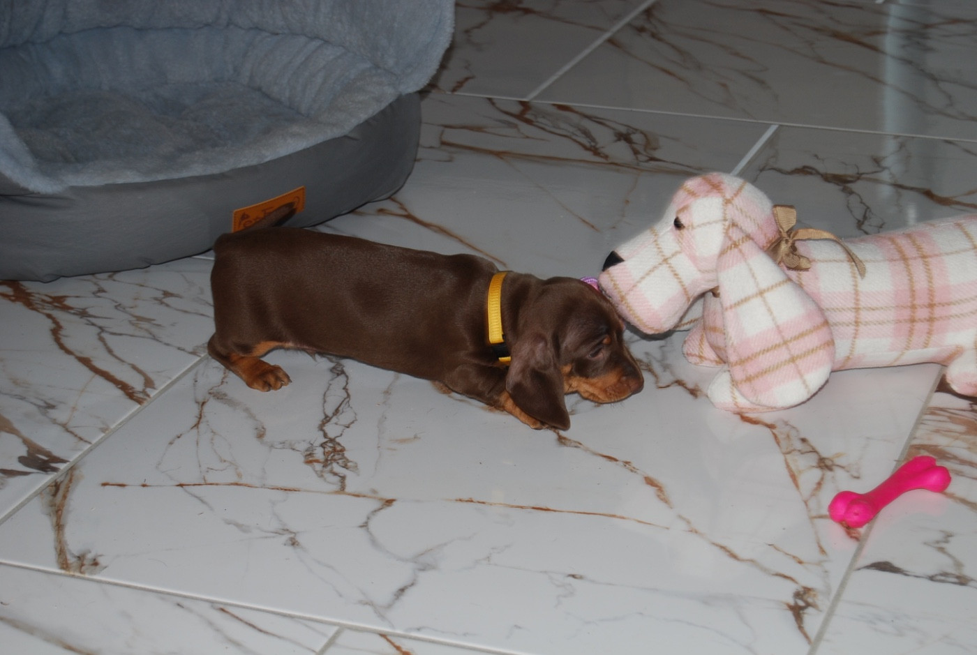 Chiot Teckel poil ras Zadatis