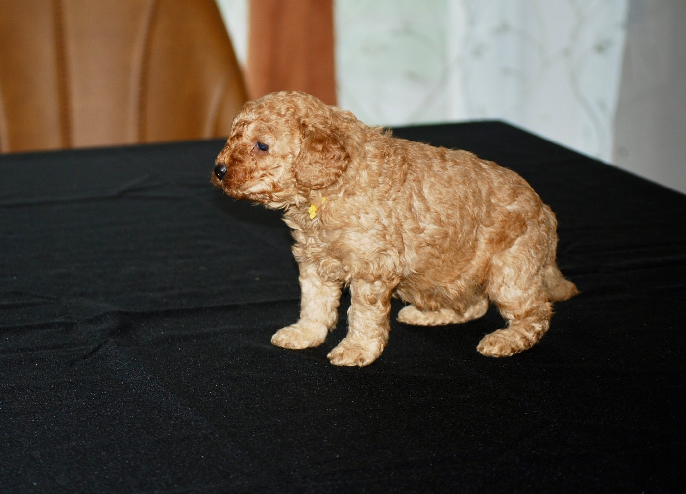 Zadatis - Chiots disponibles - Caniche