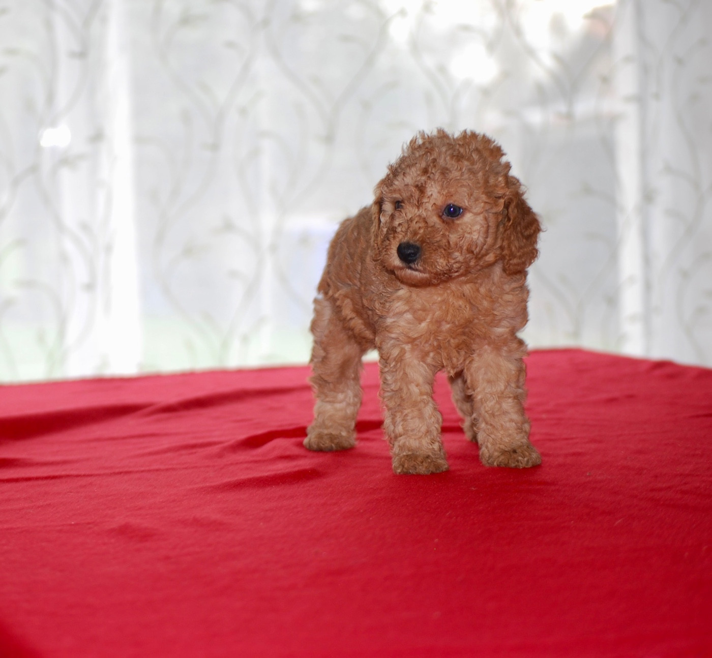 Chiot Caniche Zadatis