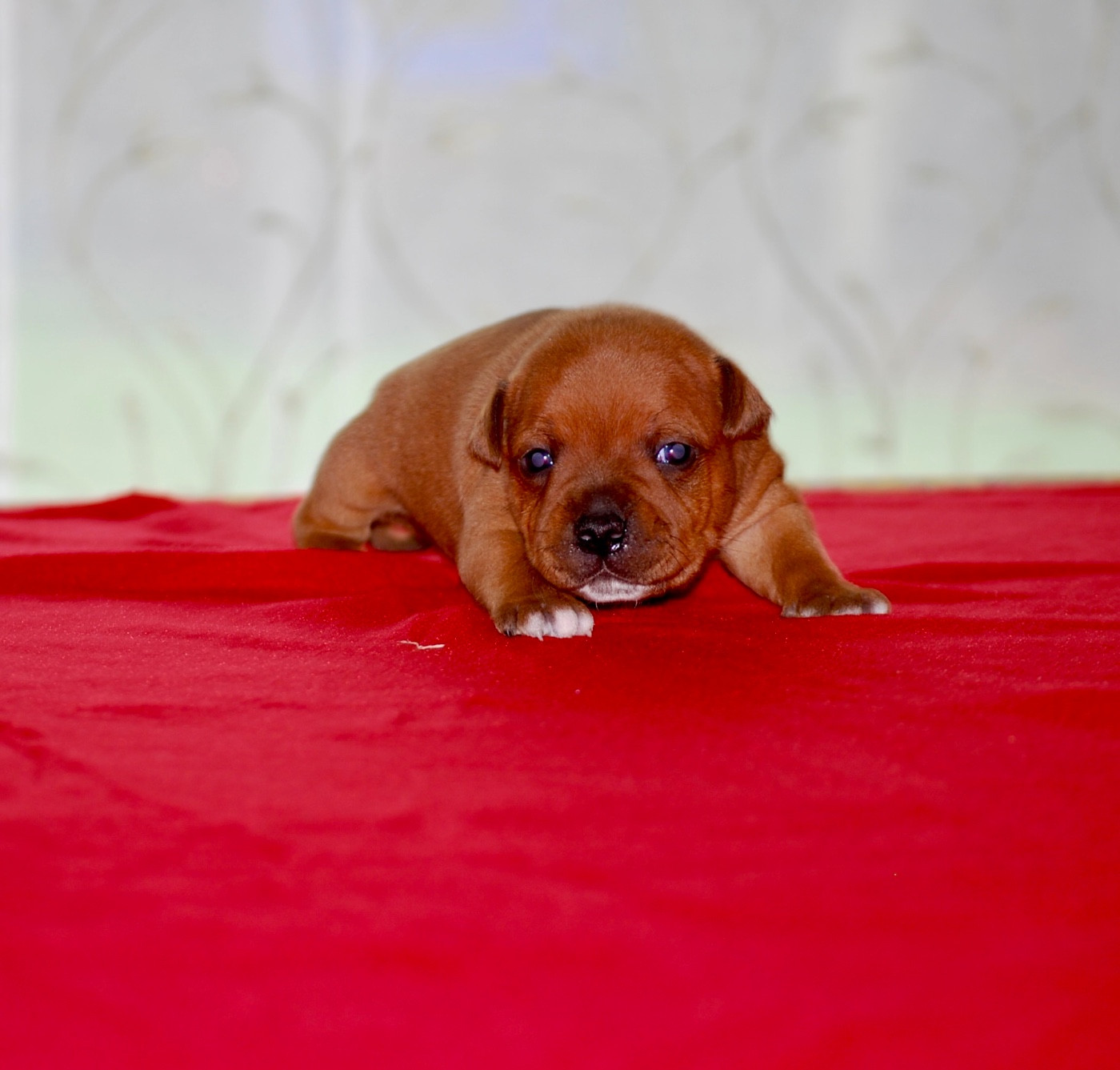 Zadatis - Chiots disponibles - Staffordshire Bull Terrier