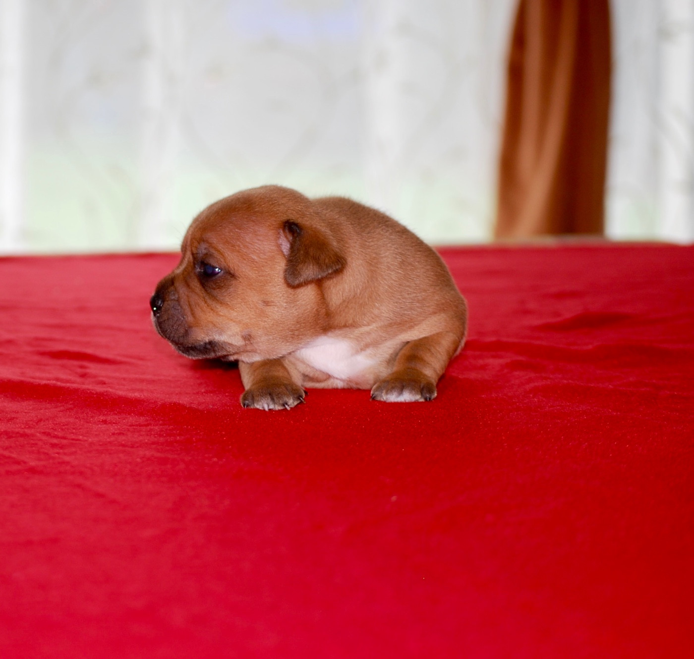 Zadatis - Chiots disponibles - Staffordshire Bull Terrier