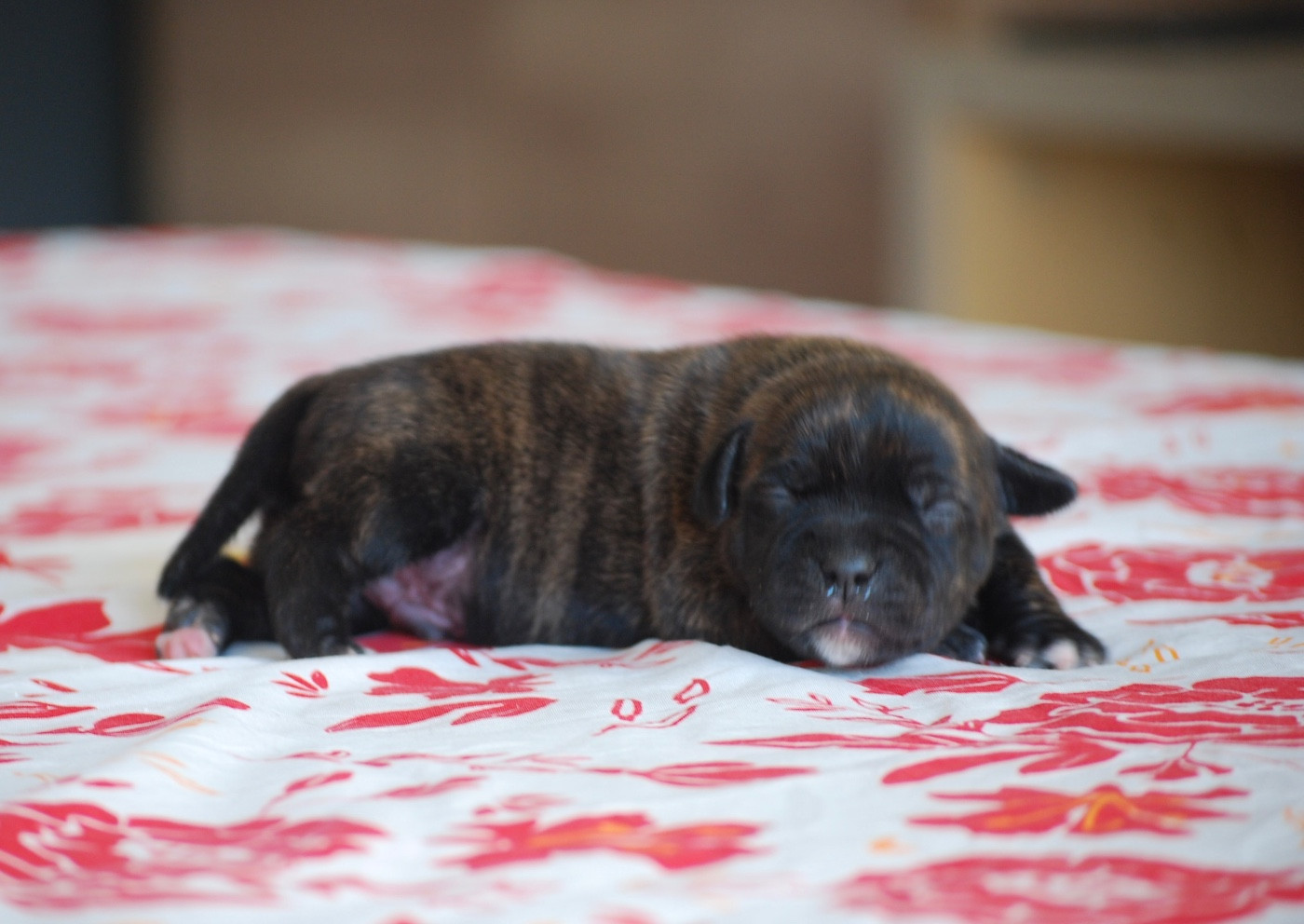 Zadatis - Chiots disponibles - Staffordshire Bull Terrier