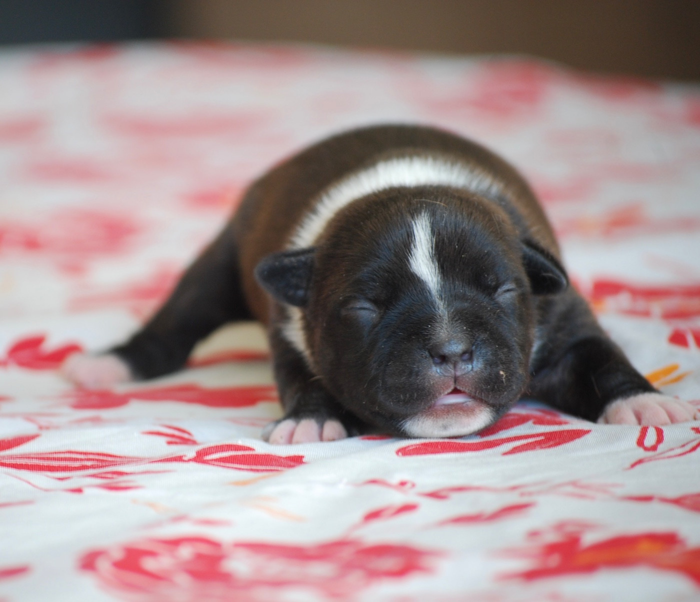 Zadatis - Chiots disponibles - Staffordshire Bull Terrier