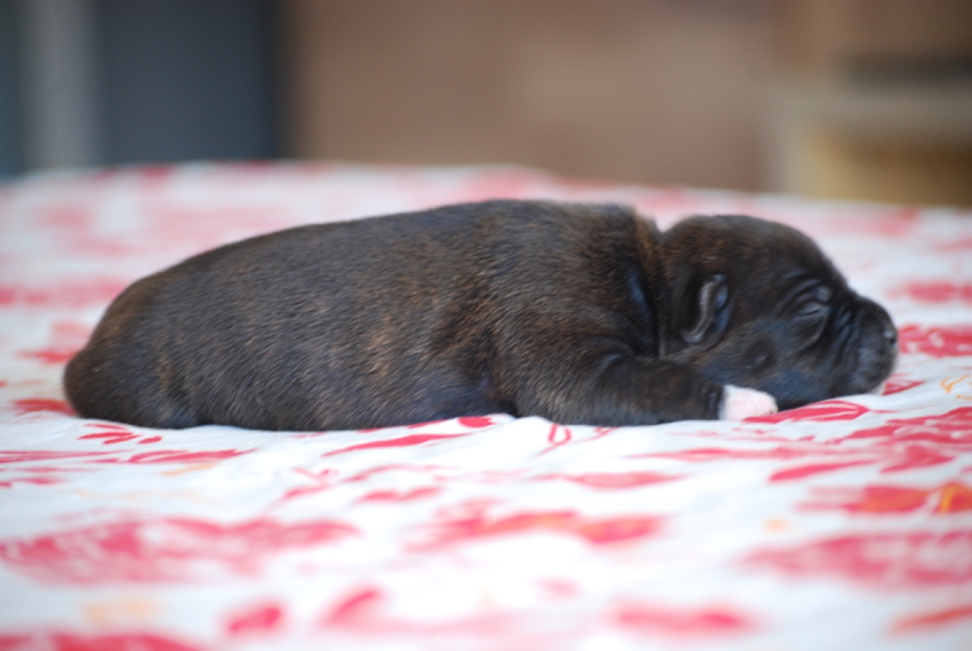 Zadatis - Chiots disponibles - Staffordshire Bull Terrier