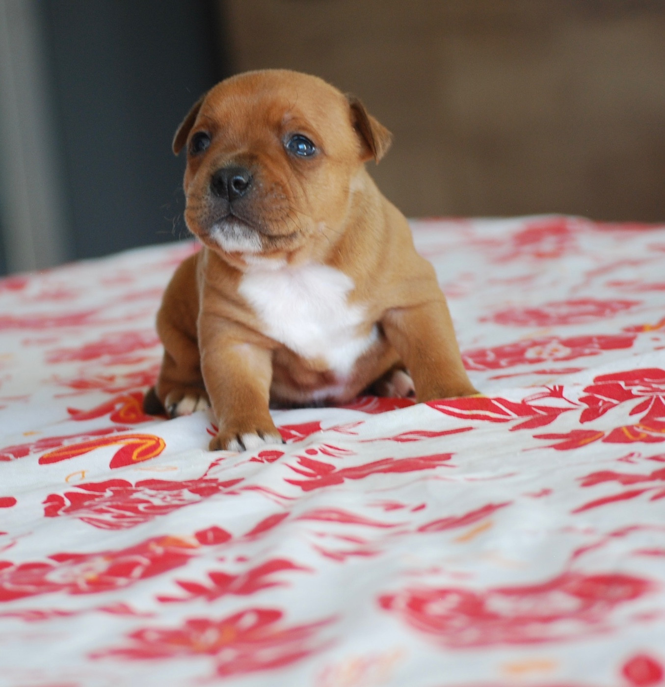 Zadatis - Chiots disponibles - Staffordshire Bull Terrier