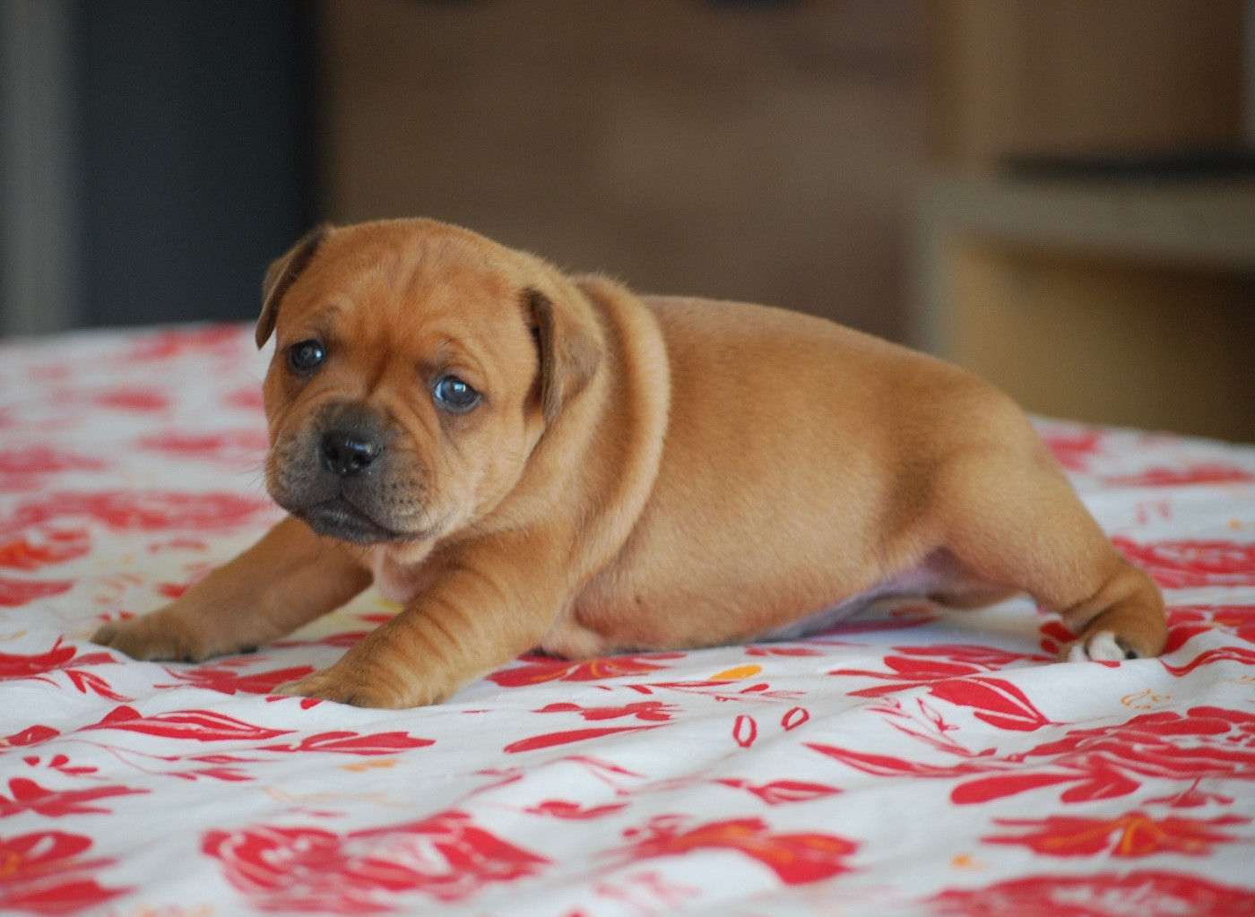 Zadatis - Chiots disponibles - Staffordshire Bull Terrier