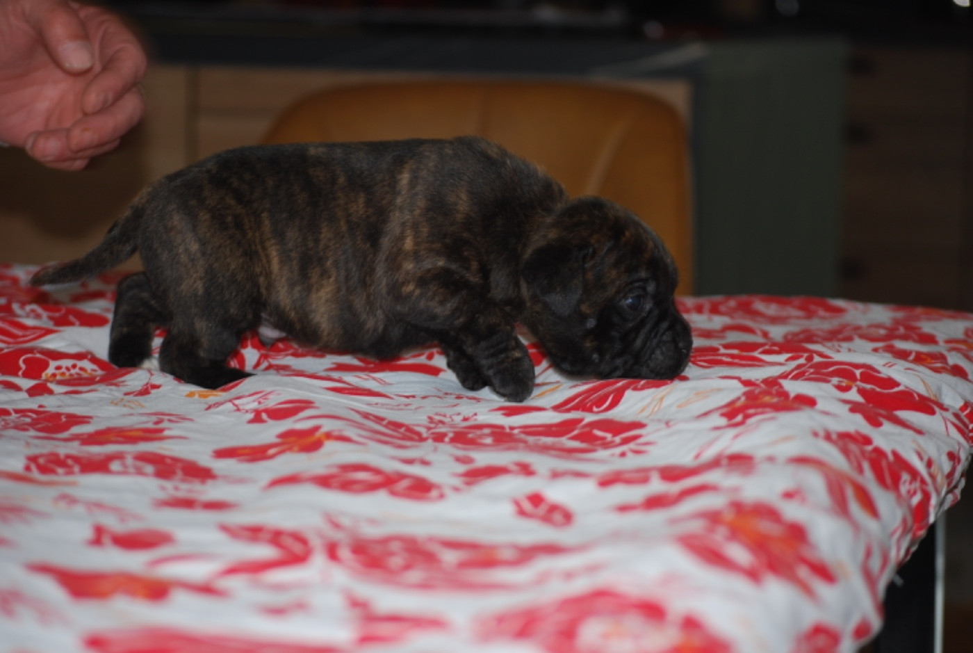 Zadatis - Chiots disponibles - Staffordshire Bull Terrier