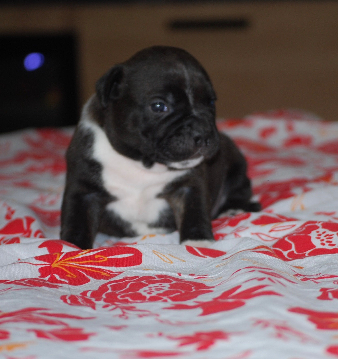 Chiot Staffordshire Bull Terrier Zadatis