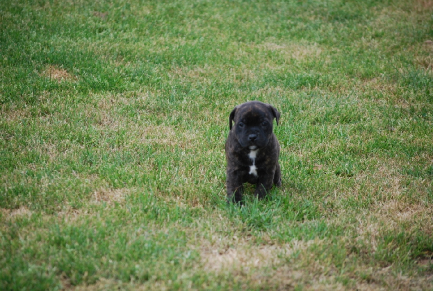 Zadatis - Chiots disponibles - Staffordshire Bull Terrier