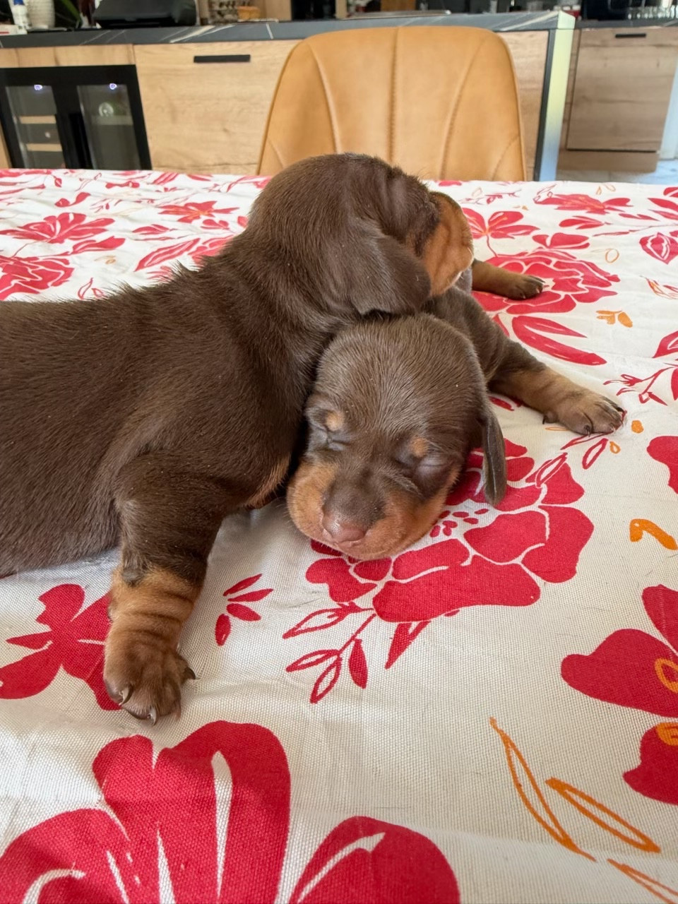 Chiot Teckel poil ras Zadatis