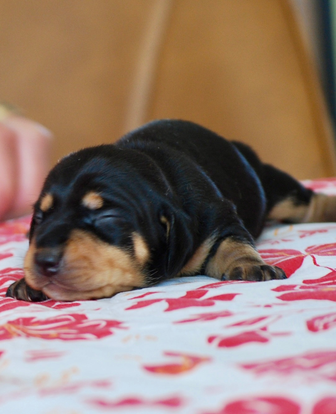 Zadatis - Chiots disponibles - Teckel poil ras