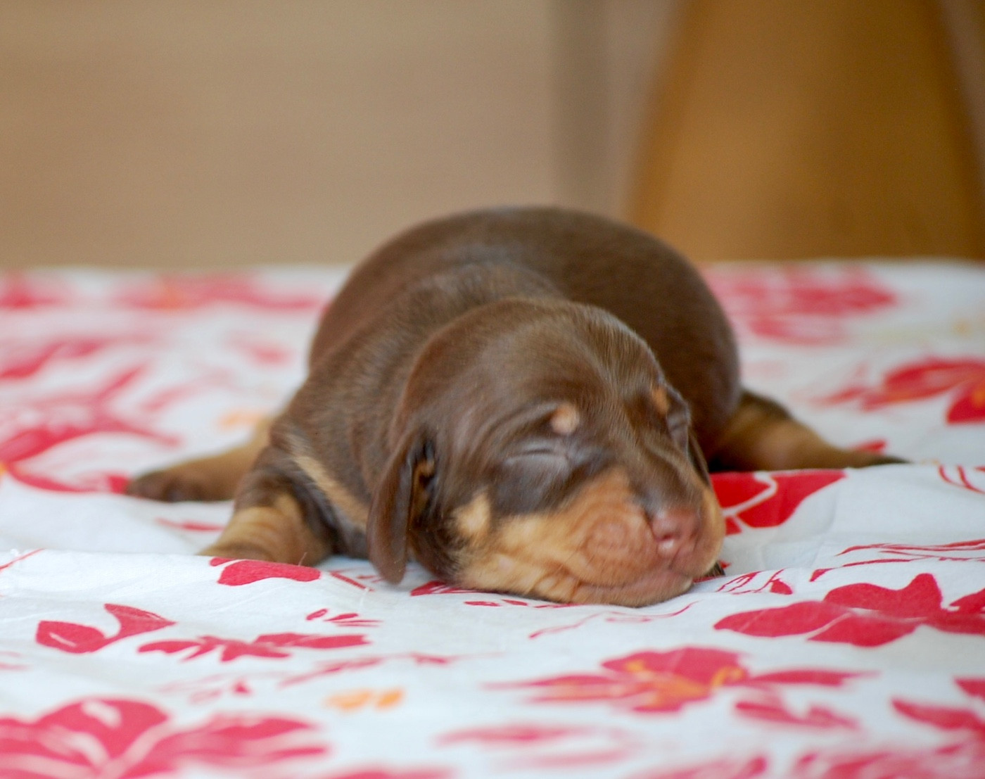 Zadatis - Chiots disponibles - Teckel poil ras