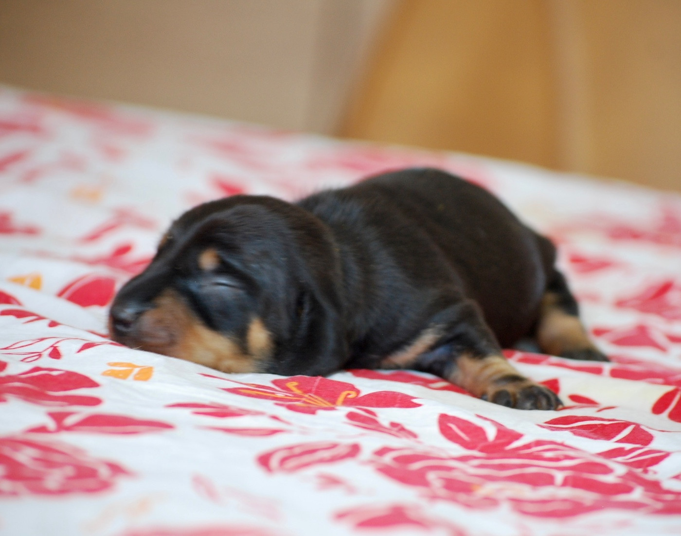 Zadatis - Chiots disponibles - Teckel poil ras