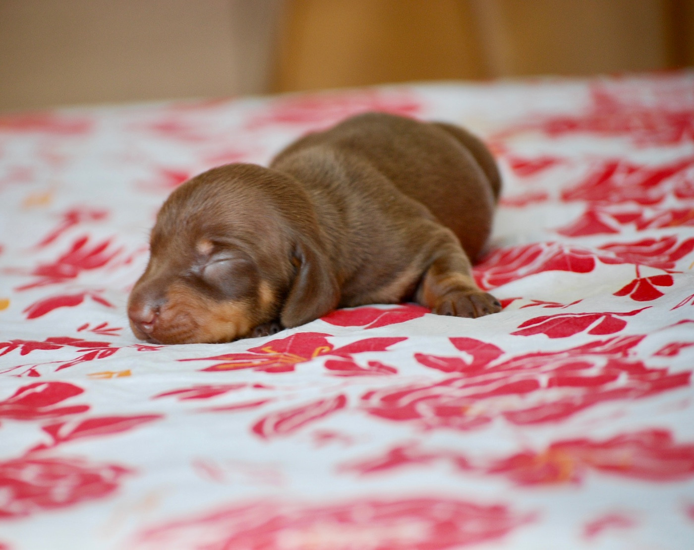 Zadatis - Chiots disponibles - Teckel poil ras