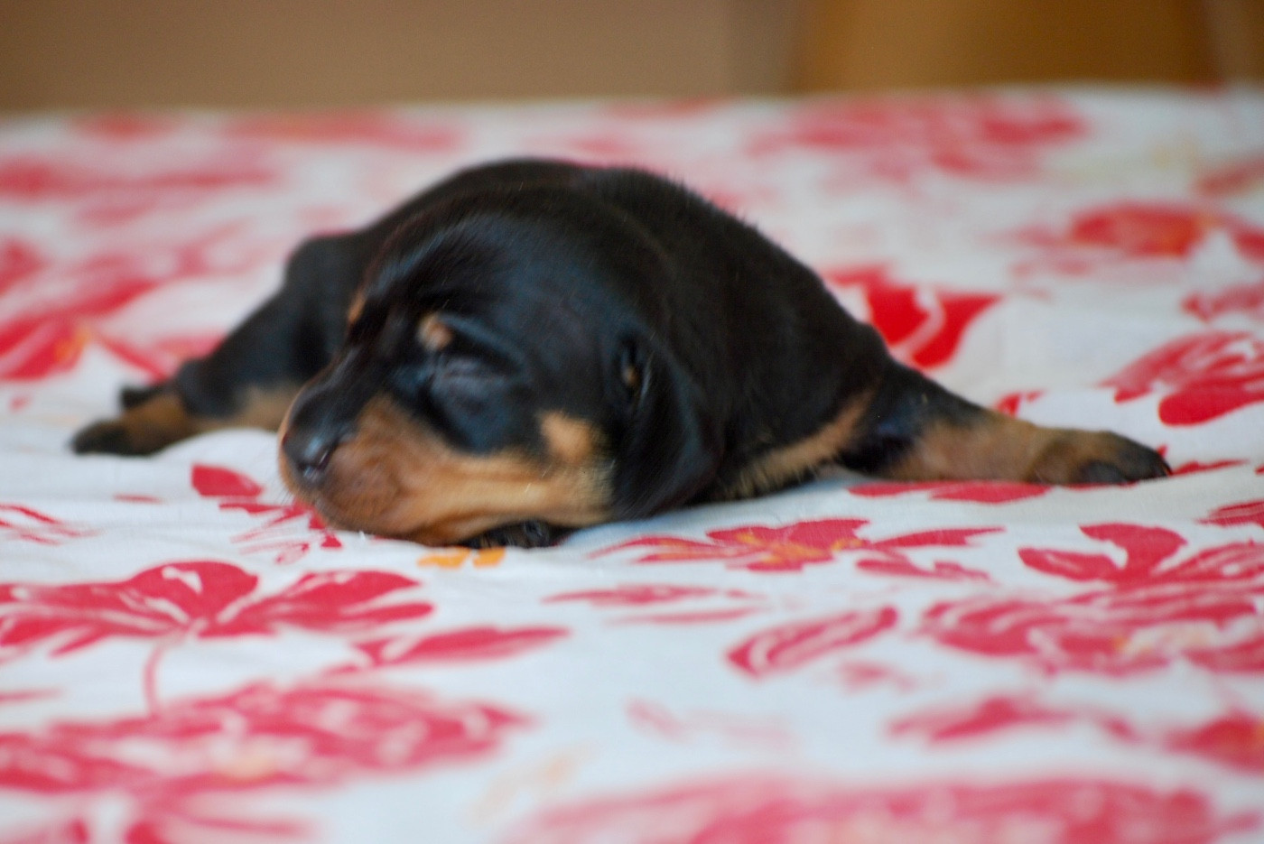 Zadatis - Chiots disponibles - Teckel poil ras