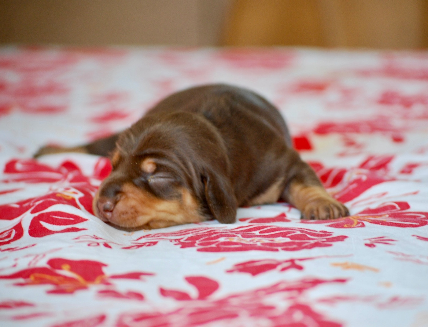 Zadatis - Chiots disponibles - Teckel poil ras