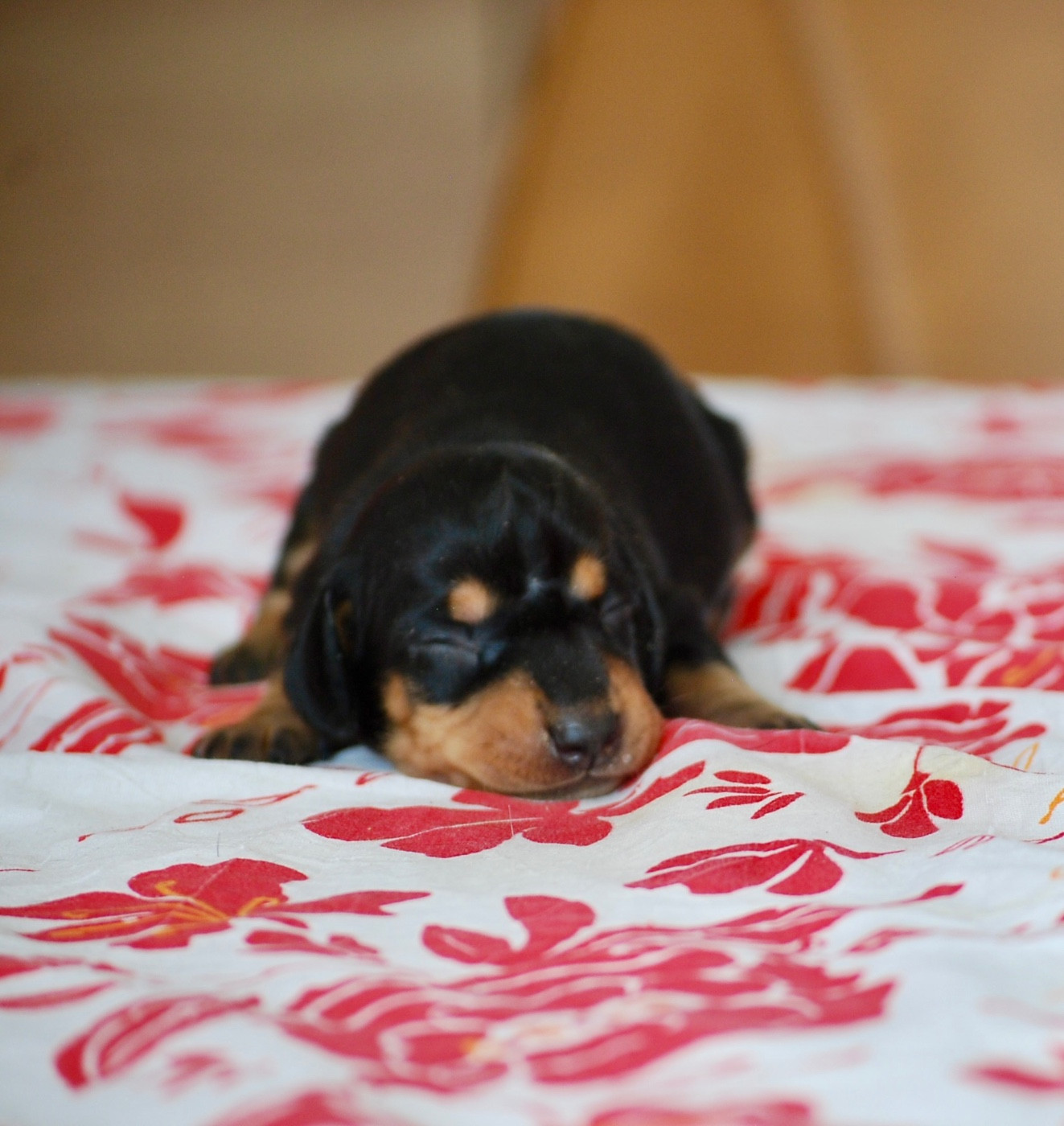 Zadatis - Chiots disponibles - Teckel poil ras