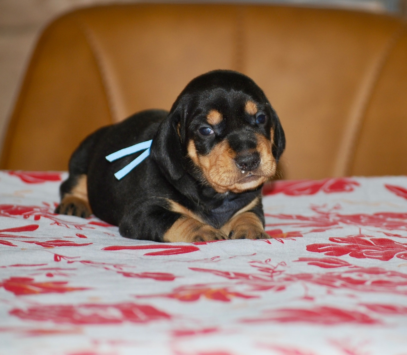 Zadatis - Chiots disponibles - Teckel poil ras
