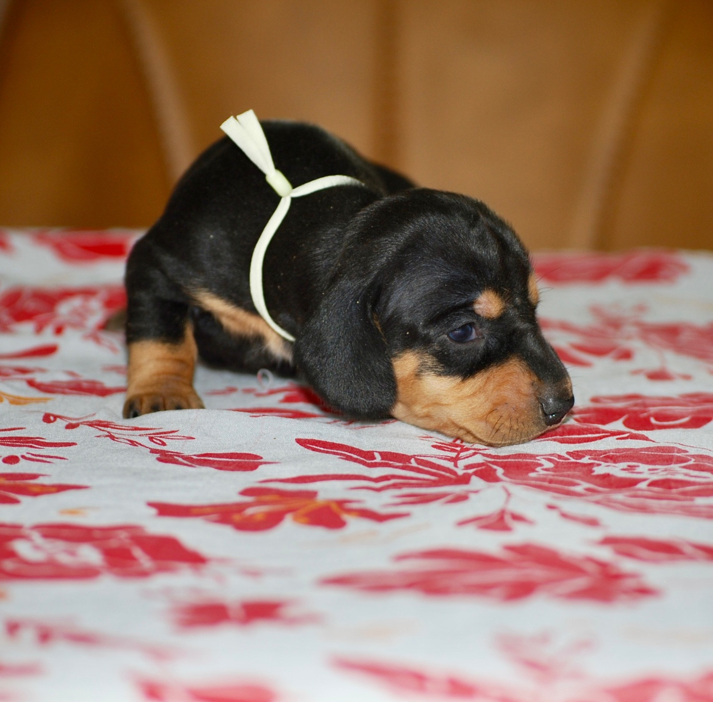 Zadatis - Chiots disponibles - Teckel poil ras