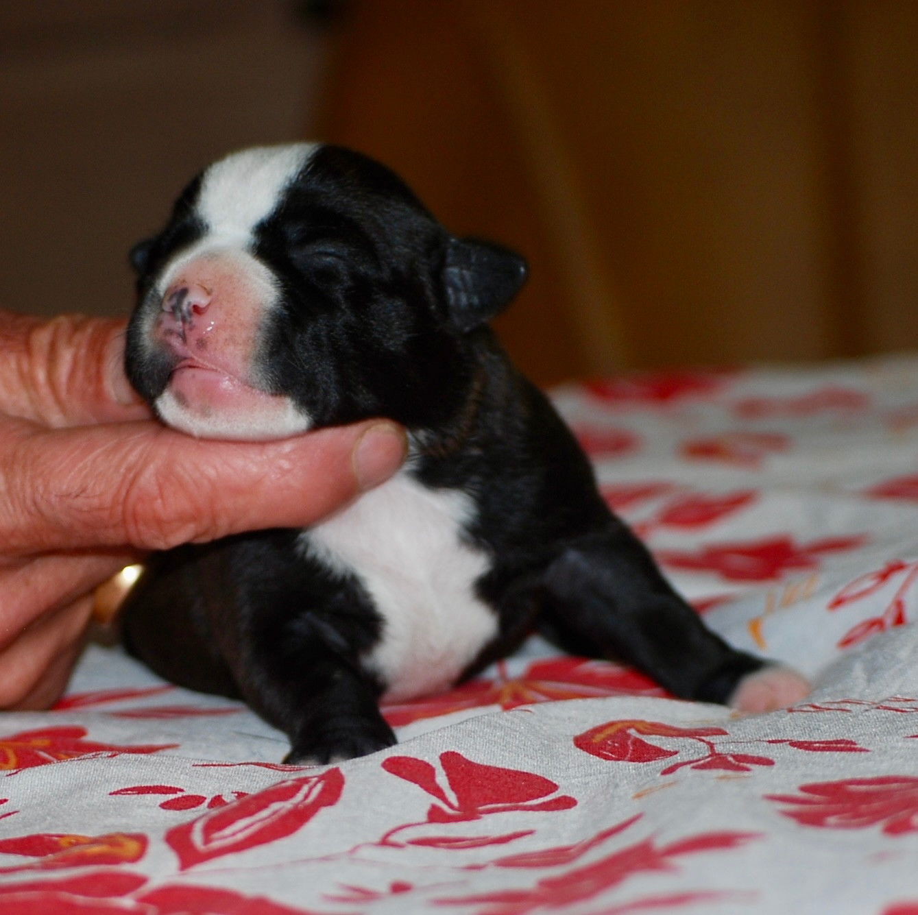 Zadatis - Chiots disponibles - Staffordshire Bull Terrier