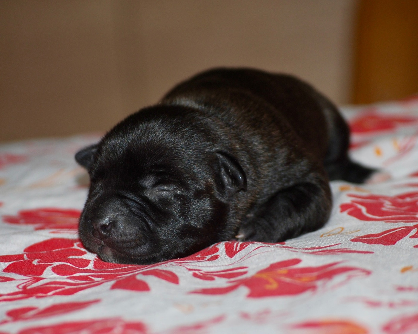 Zadatis - Chiots disponibles - Staffordshire Bull Terrier