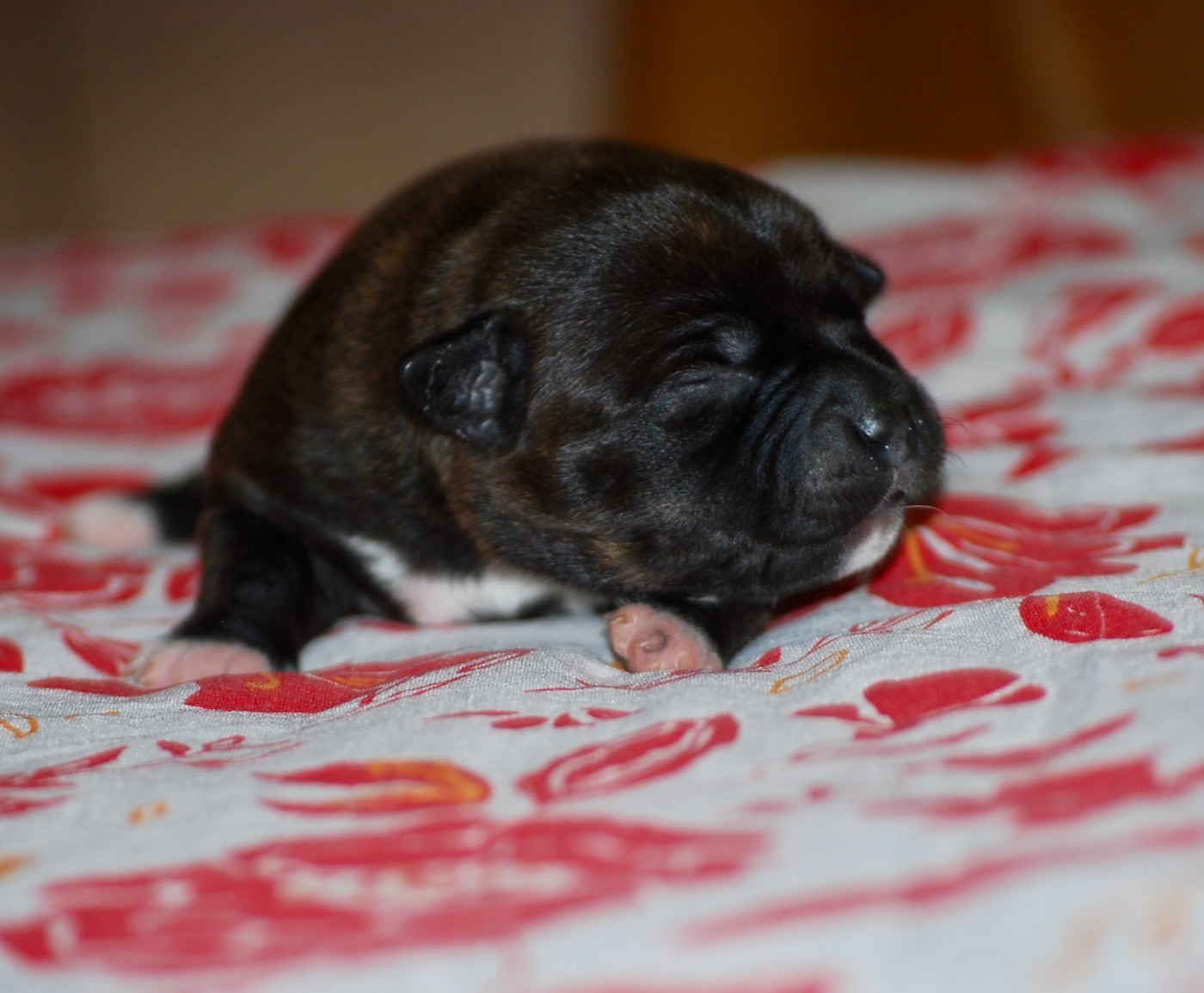 Zadatis - Chiots disponibles - Staffordshire Bull Terrier