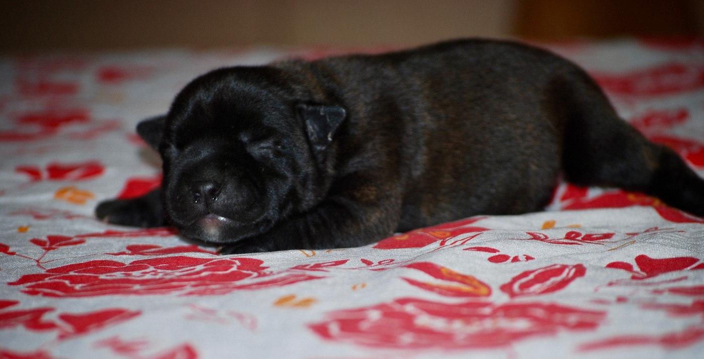 Zadatis - Chiots disponibles - Staffordshire Bull Terrier