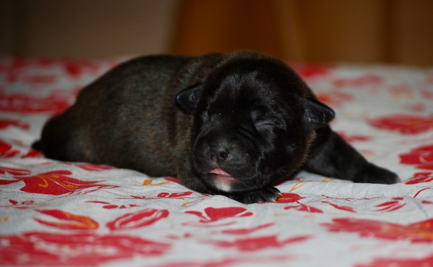Zadatis - Chiots disponibles - Staffordshire Bull Terrier