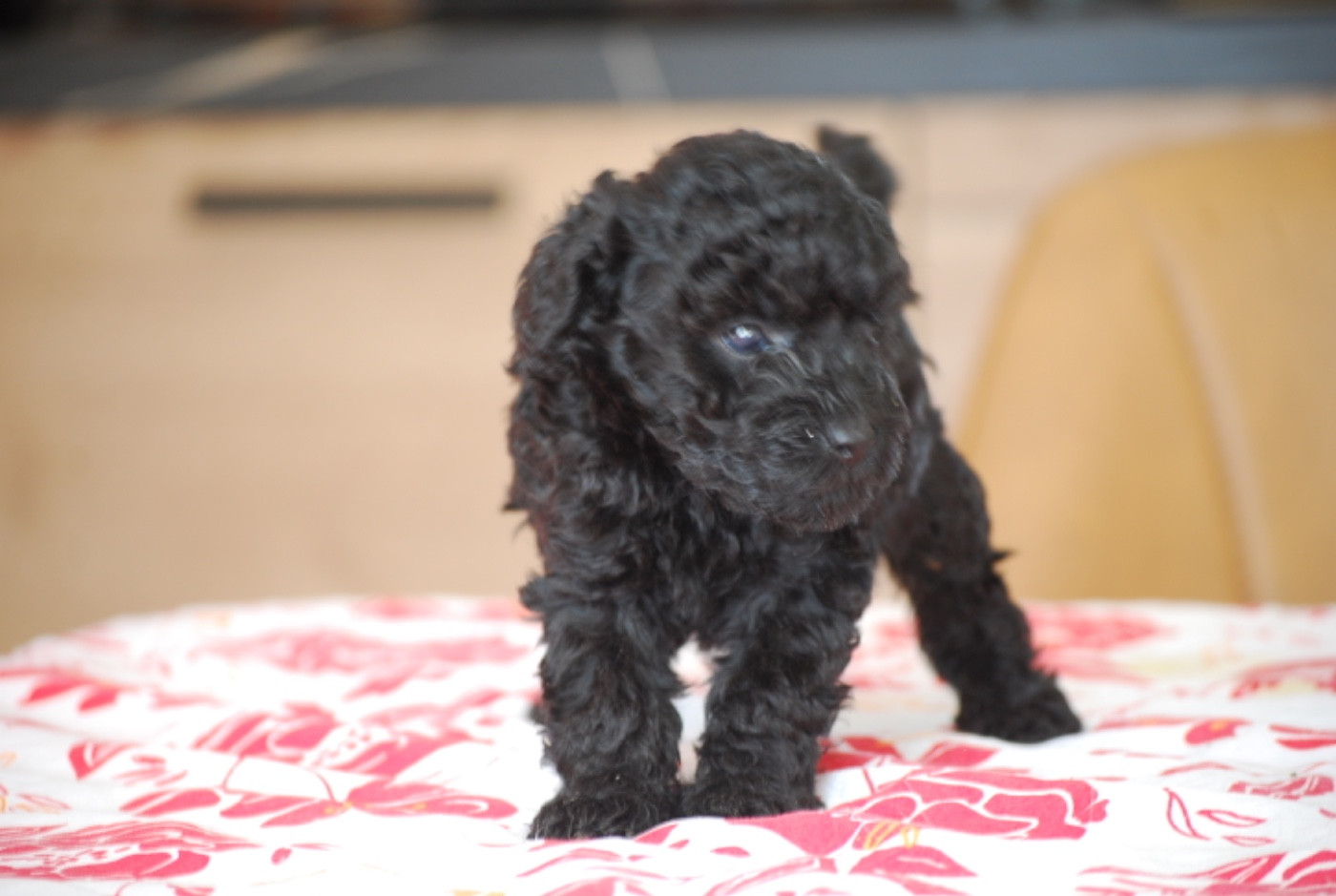 Zadatis - Chiots disponibles - Caniche