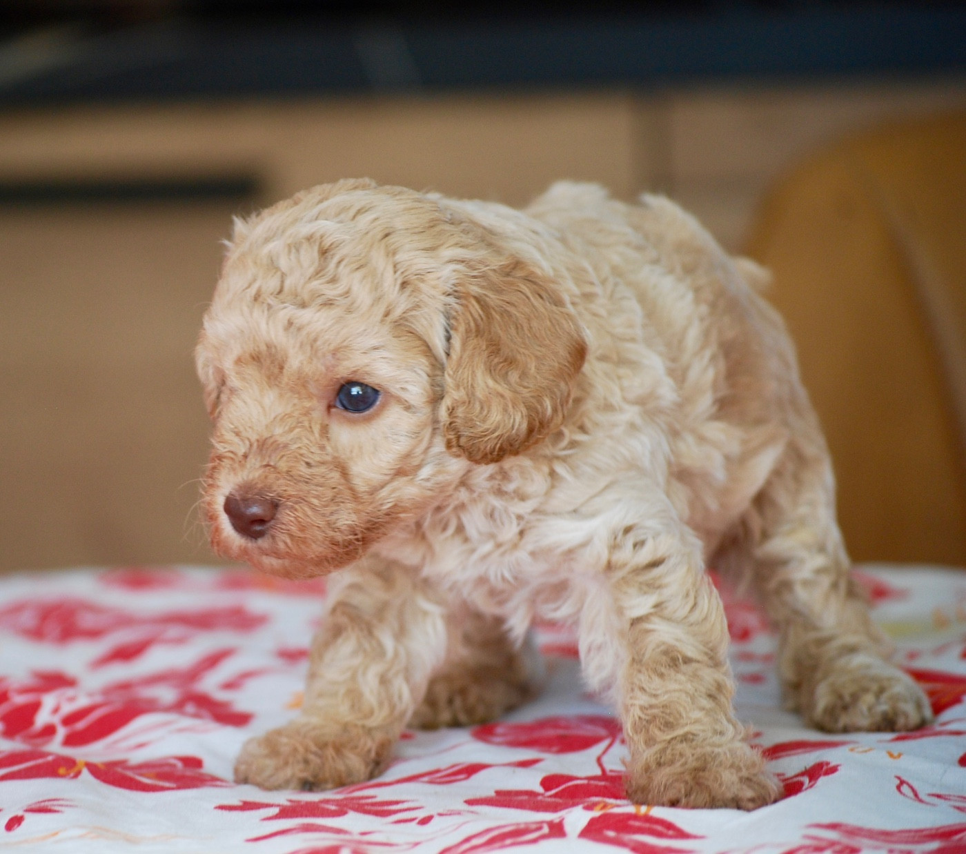 Zadatis - Chiots disponibles - Caniche