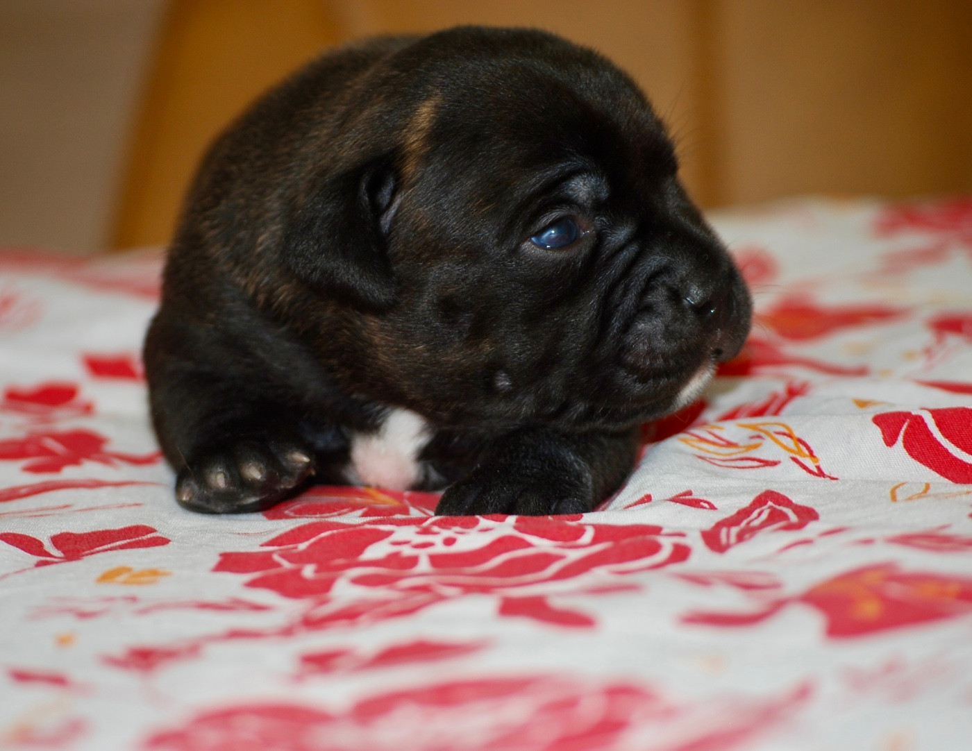 Zadatis - Chiots disponibles - Staffordshire Bull Terrier