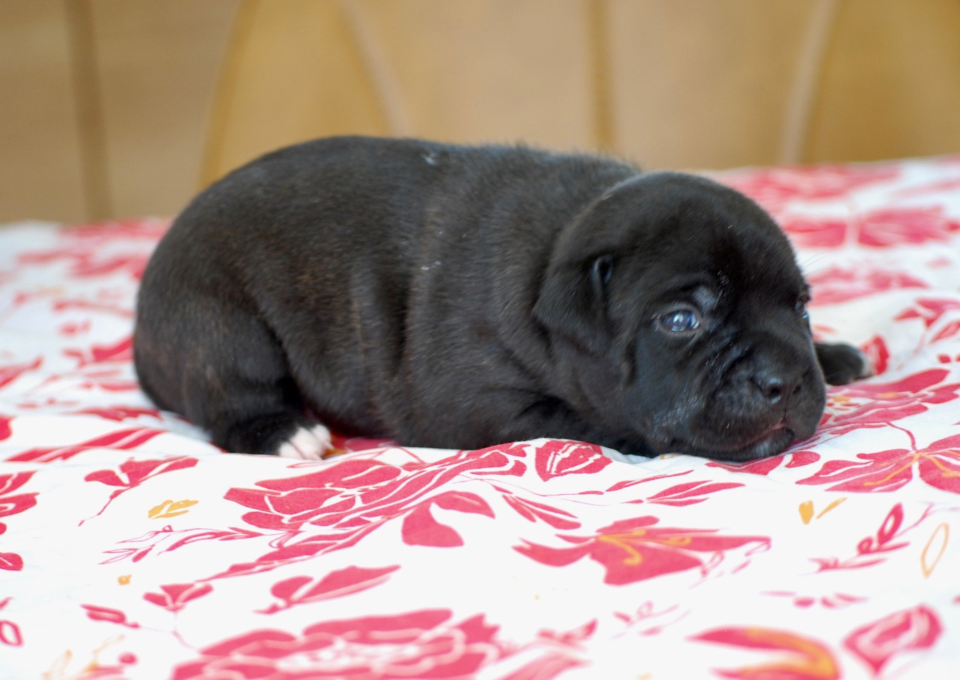 Zadatis - Chiots disponibles - Staffordshire Bull Terrier