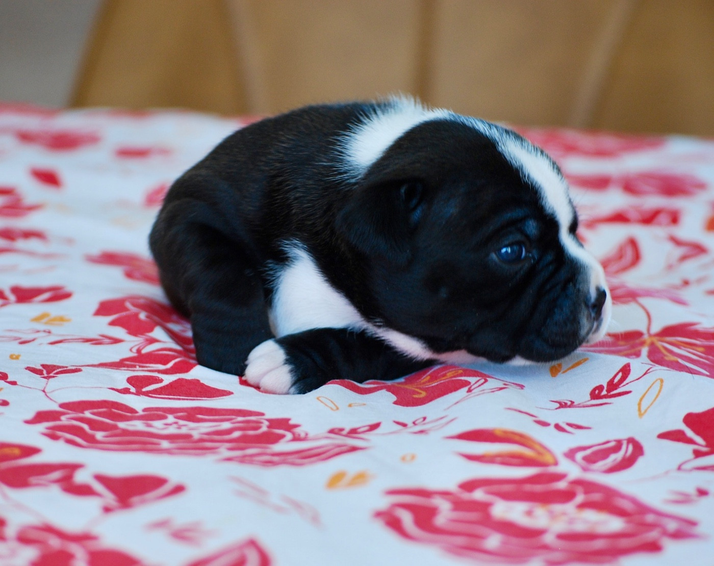 Zadatis - Chiots disponibles - Staffordshire Bull Terrier