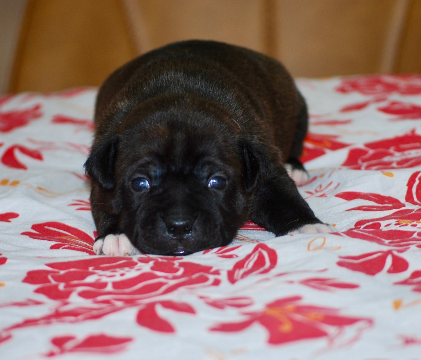 Zadatis - Chiots disponibles - Staffordshire Bull Terrier
