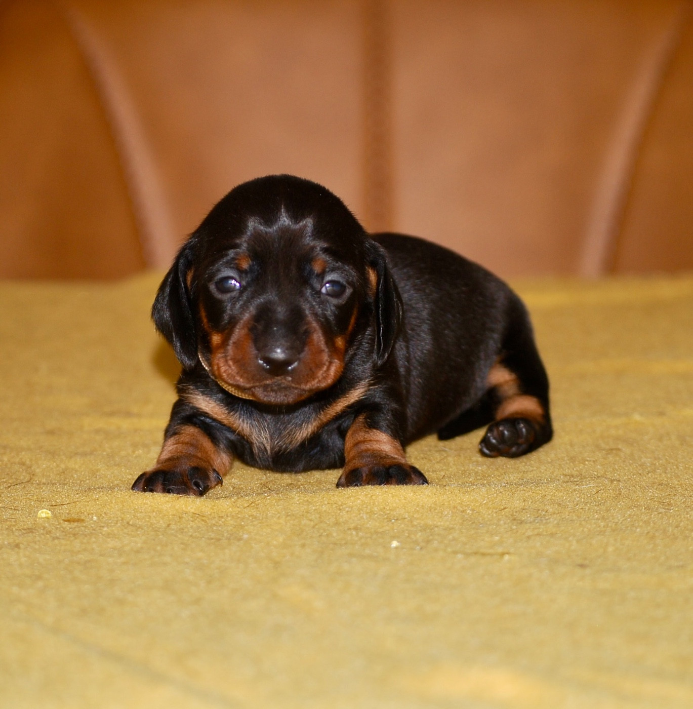Zadatis - Chiots disponibles - Teckel poil ras