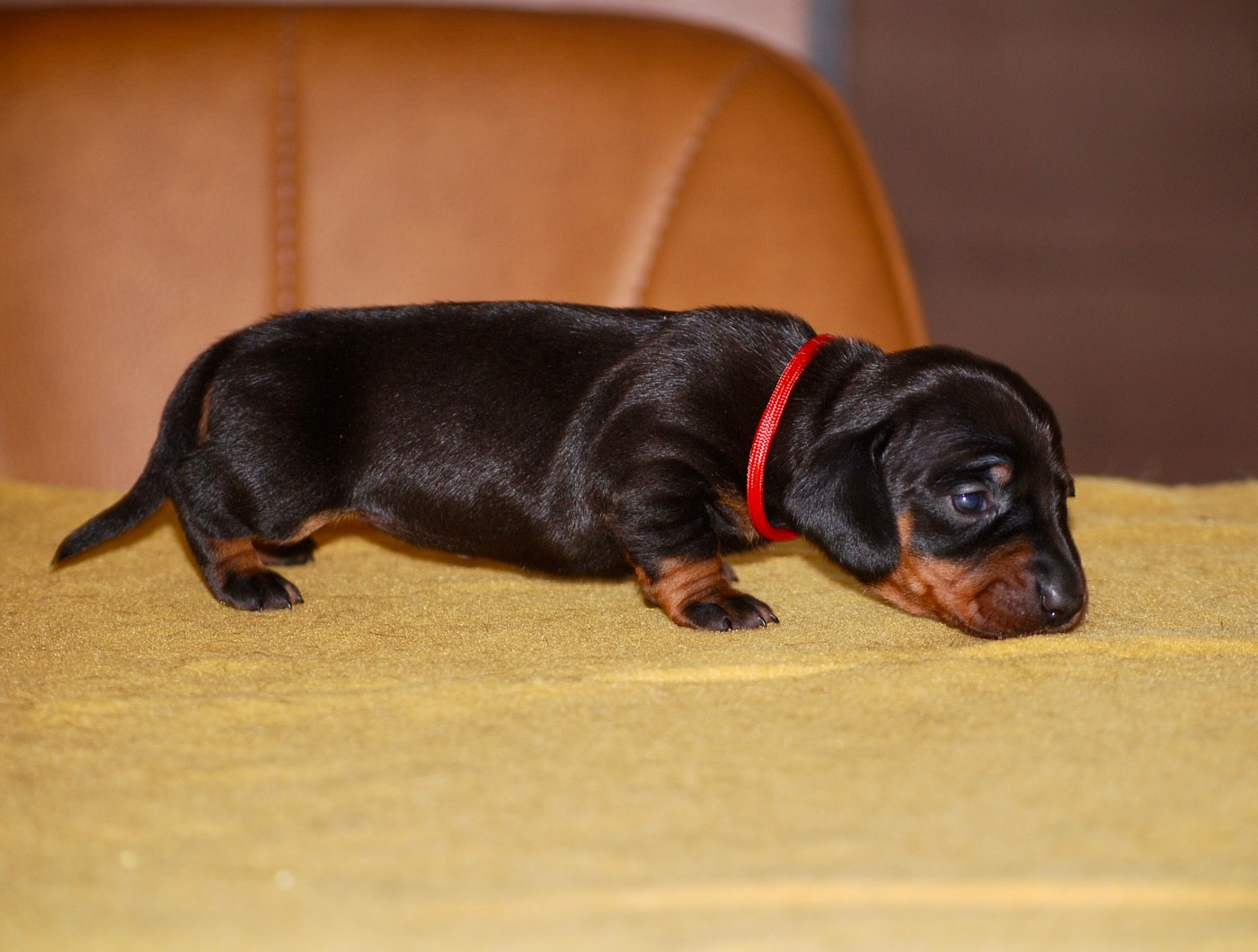 Zadatis - Chiots disponibles - Teckel poil ras