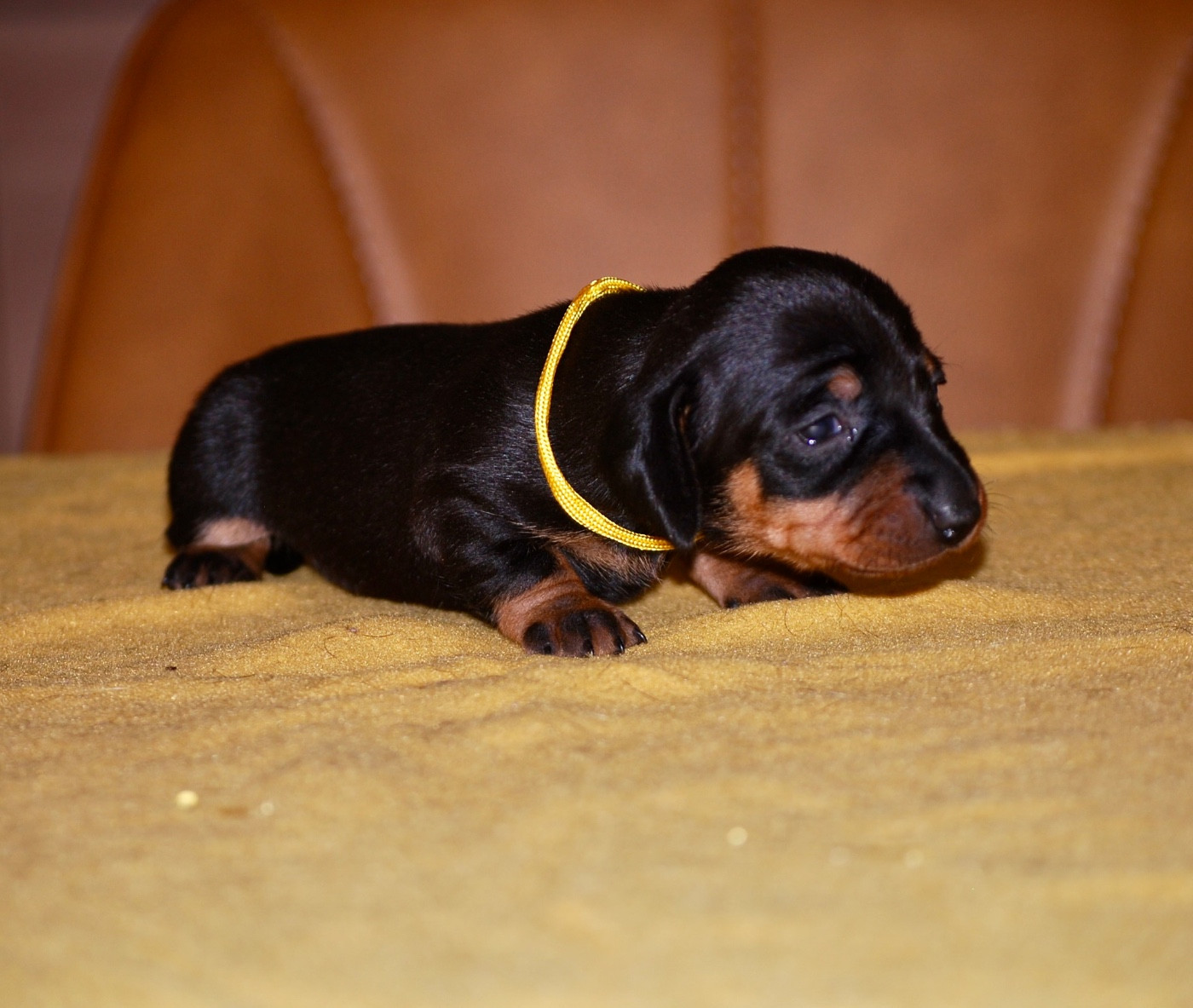 Zadatis - Chiots disponibles - Teckel poil ras