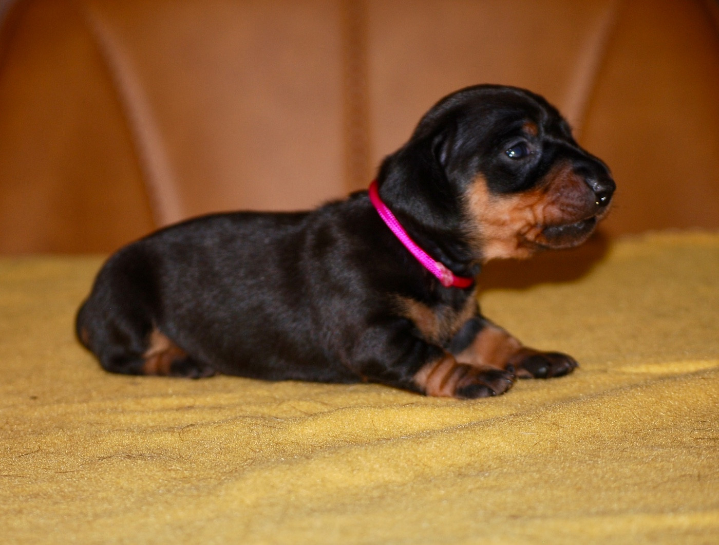 Zadatis - Chiots disponibles - Teckel poil ras