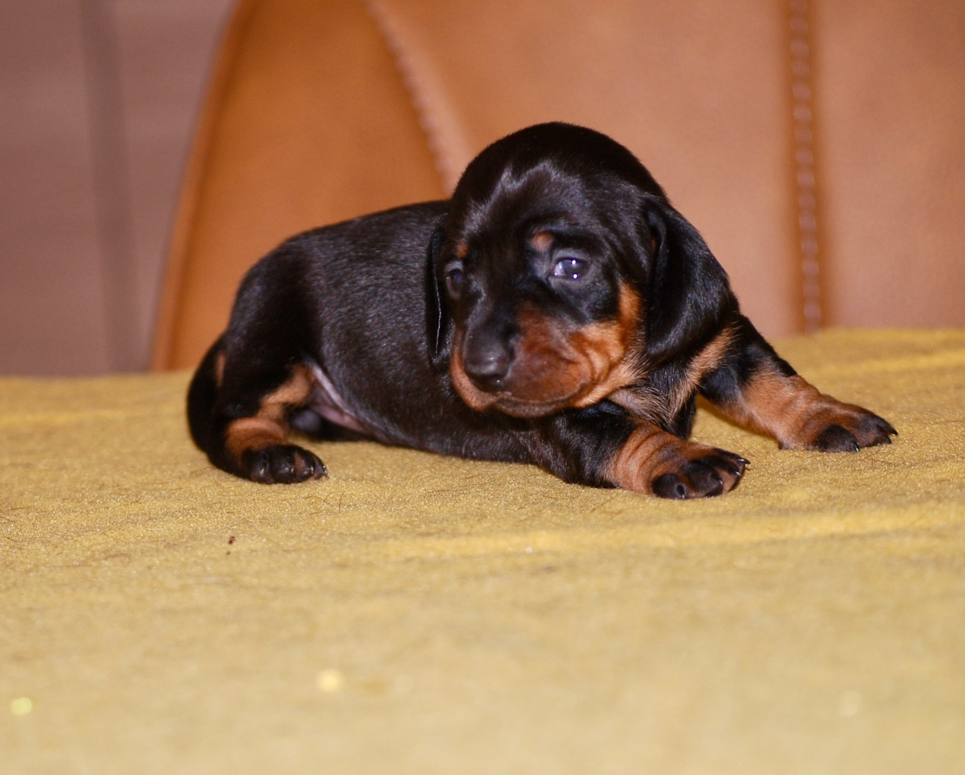 Chiot Teckel poil ras Zadatis