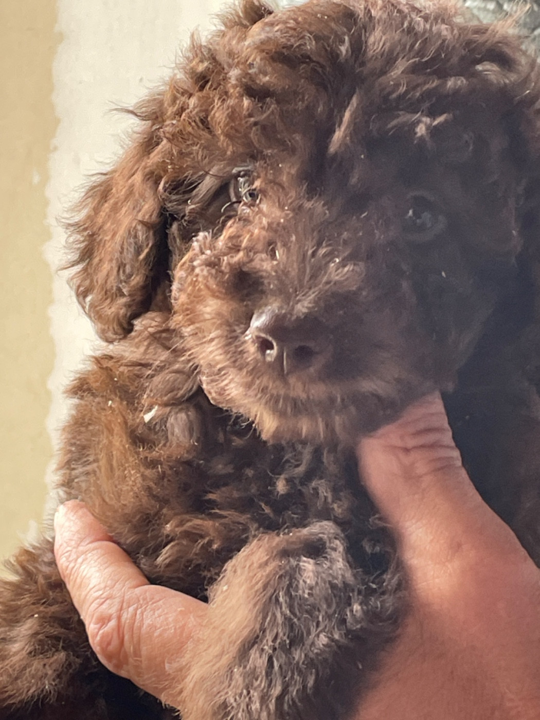 Zadatis - Chiots disponibles - Caniche