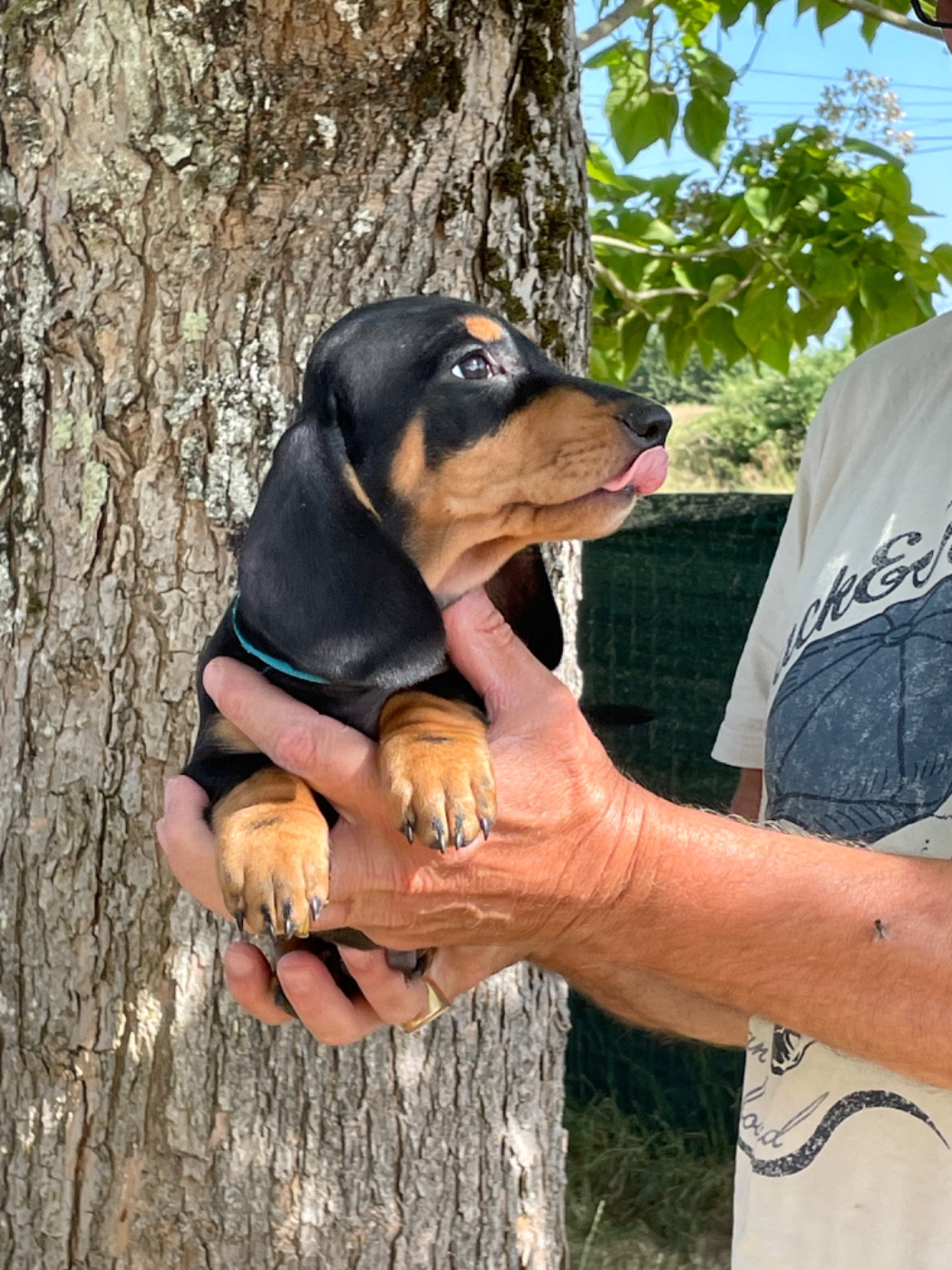 Zadatis - Chiots disponibles - Teckel poil ras