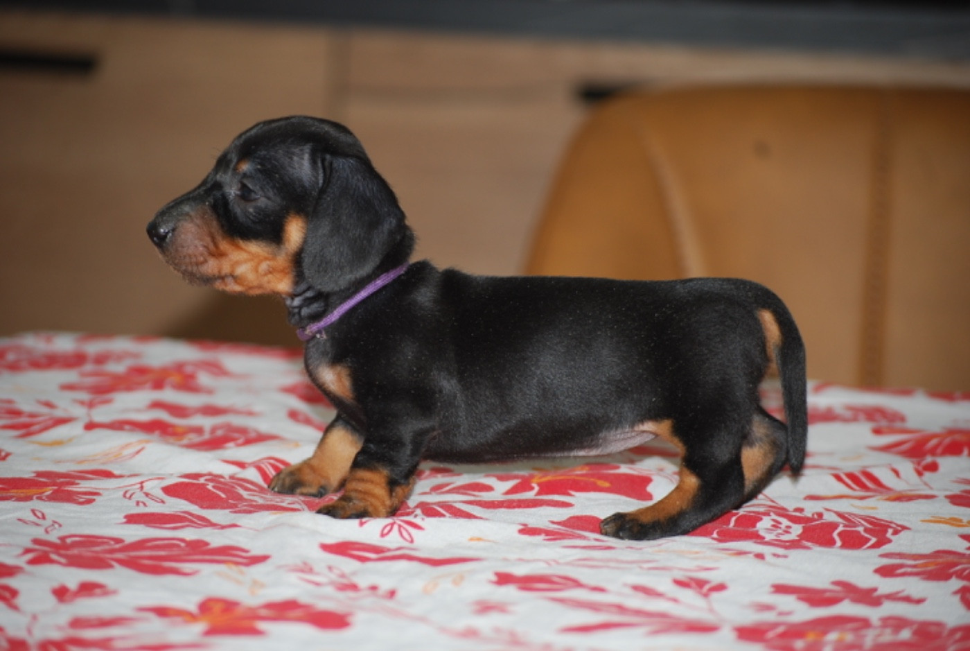 Zadatis - Chiots disponibles - Teckel poil ras