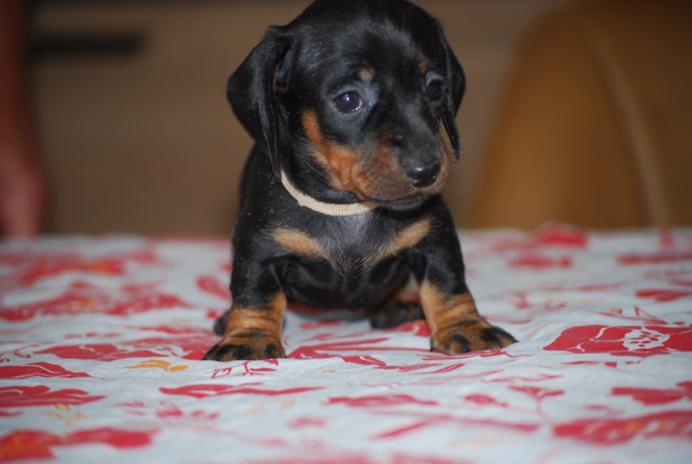 Zadatis - Chiots disponibles - Teckel poil ras